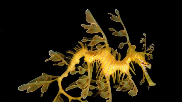 The leafy sea dragon ... its delicate shape, mesmerising colour and camouflage appendages give it a very fragile, gentle appearance.