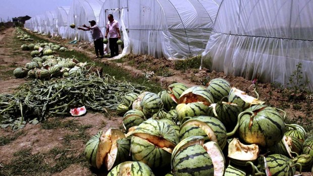 Farmers clear out watermelons that exploded.