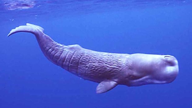 30 years on: Australia's sperm whale population has not recovered.