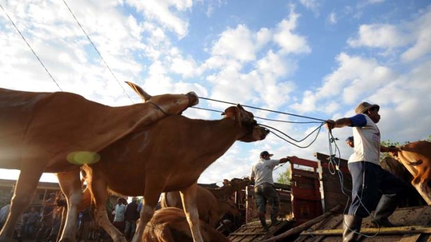 Blame game ... Agriculture Minister Joe Ludwig says the federal opposition has "signed up to the continuation of animal cruelty" by supporting the limited resumption of live trade.