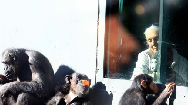 Trooping together ... Dr Jane Goodall entertains Taronga Zoo’s chimpanzees. Saving the ape’s natural habitat is vital in the fight against global warming, she says.