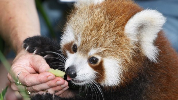 Pemba, a four-month-old red panda cub, is fed some grapes during his first public appearance at Sydney's Taronga Zoo.