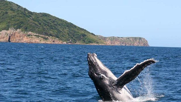 A humpback whale calf breaches just offshore from an Australian east coast headland.
