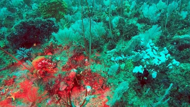 Life underwater in Wilsons Promontory Marine National Park. Photo courtesy Parks Victoria