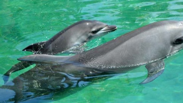 Sea World's newest resident, a to-be-named bottle nose dolphin, takes a cruise with its mum.