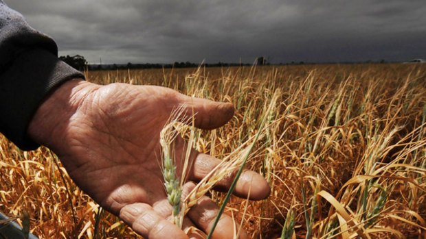 Too little, too late: Grain crops across the state are missing out on "decent" rainfall - as farmer Peter Griffiths, of Balliang East, shows yesterday.