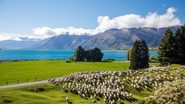 Of NAB's loans in New Zealand, 19 per cent, or $NZ13.6 billion, are to agribusinesses.