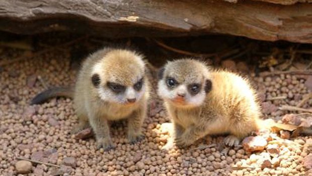 Two meerkats kits venture outside.