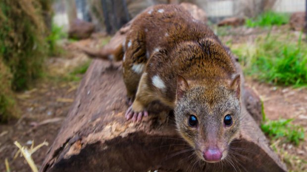 Serendip Sanctuary is home to Australian bustards, magpie geese, wallabies, kangaroos, lizards, owls and quolls.