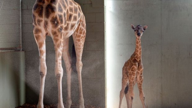 Australia Zoo's new giraffe with first-time mother, Sally.