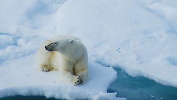 Endangered ... not just the polar bear.
