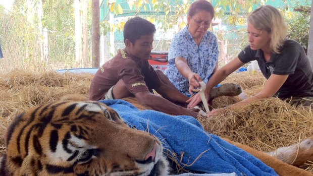 Lucy Clark treats a wounded tiger at the Wildlife Friends Foundation Thailand.