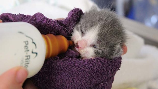 Newborn kittens dumped at the Laidley tip are being nursed back to health.