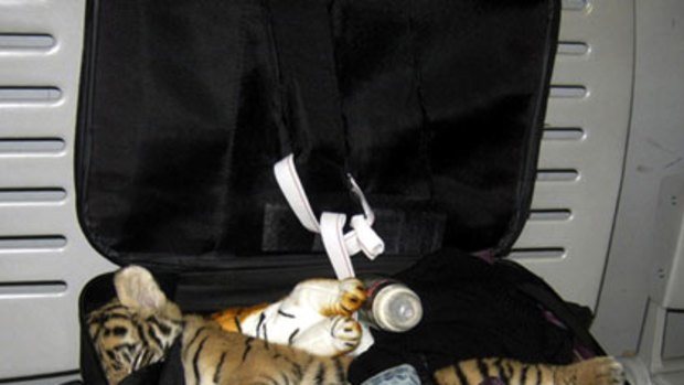 OK now, tiger ... the smuggler’s suitcase the tiger was found in at Bangkok Airport.