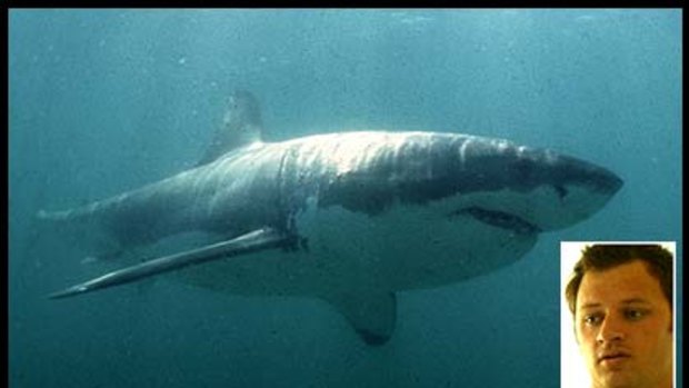 Bondi shark attack: it was a great white, says minister