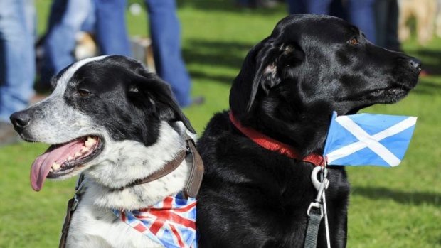 Two sides: Asbo (left) wears a Union Jack and Millie the Saltire at the 150th Birnam Highland Games in Perthshire, Scotland.