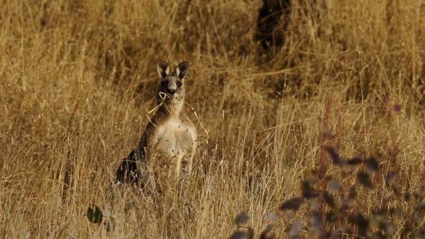 Kangaroos graze in Goorooyaroo Nature Reserve in Gungahlin.