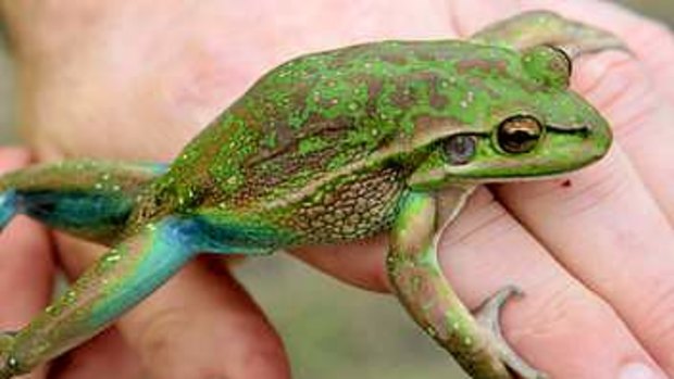 Sanctuary: green and golden bellfrogs have been living at the Davies' Rosebery property for 30 years.