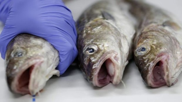 Specimens at the Marine Ecology Research Institute's central laboratory in Onjuku, Chiba Prefecture, Japan in 2013.