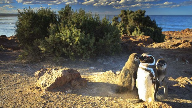 Nesting: Punta Tombo penguin reserve can be home to up to 2 million penguins at a time.