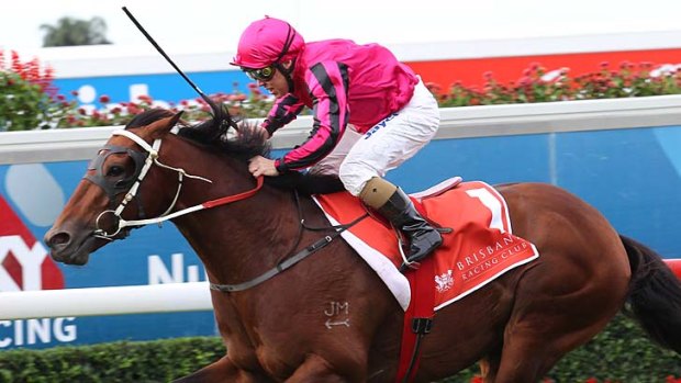Red hot favourite: Sizzling looks good for Saturday's Stradbroke Handicap.