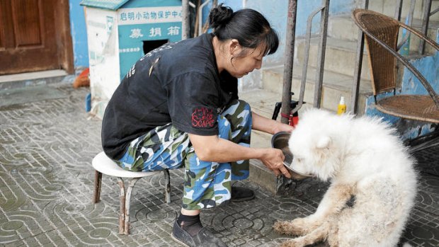 Helping hands … Qiming worker Peng Tianxiu feeds an injured dog.