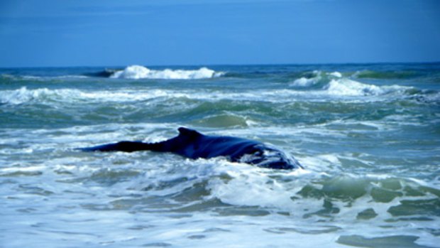 The whale had now become "unstuck" from the sand since it had given up the fight for life.