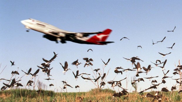 Birds have always posed a threat to conventional aircraft. 