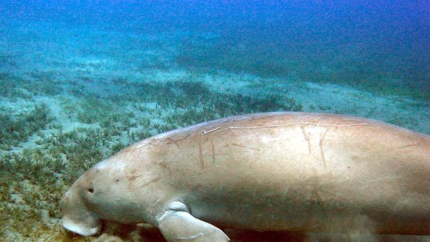 A dugong feeding on sea grass in Moreton Bay, Queensland.
