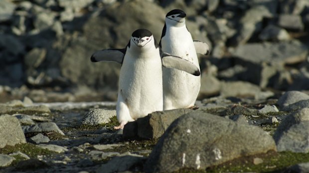 Chinstrap penguins.