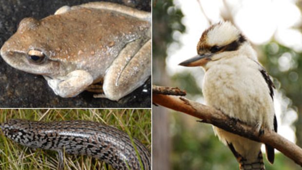 Under threat...(Clockwise from top left) the Booroolong frog; the alpine kookaburra; and the alpine skink.