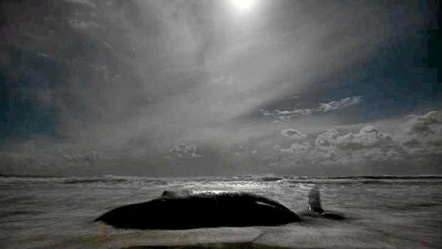 A  humpback whale washed up on Newport Beach, Sydney.