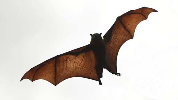 People are advised against handling bats as all flying foxes and bats can carry a strain of bat lyssavirus.
