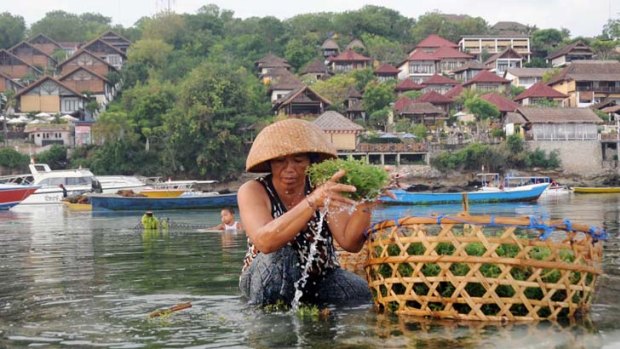 Sea food ... a Balinese woman harvests seaweed off the coast of Nusa Penida island in Bali's Klungklung district.