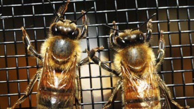 Pollinators worth billions to the economy... honey bees at the National Honey Show at the Royal Easter Show yesterday.