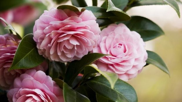 Camelias: Choose "mid to late" bloomers and they'll flower from midwinter through to spring.