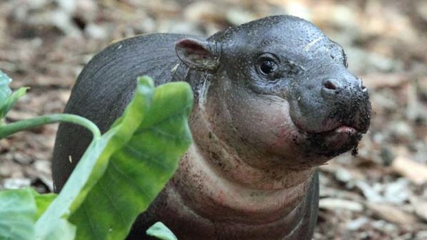 Pygmy hippo calf Kambiri   at Taronga Zoo.