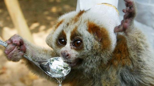 Slow lorises are found throughout Asia, ranging from India and China to Indonesia and the Philippines. They are banned from commercial international trade and protected in Thailand.