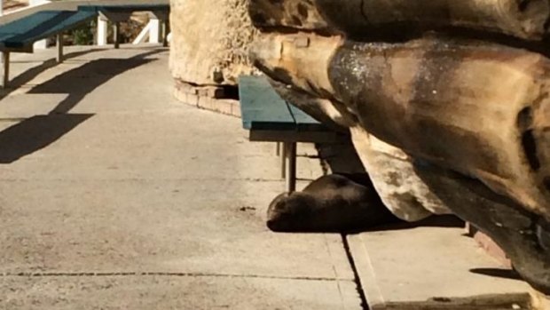Seal deal:Taking a rest in the sun at Bronte's saltwater pool.