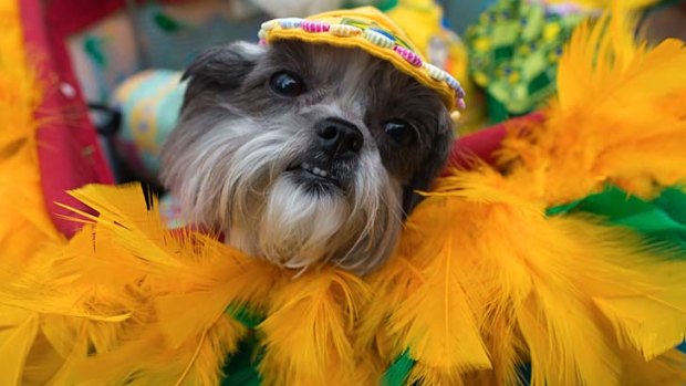 A dogs decked out in carnival gear during the animals' carnival on Copacabana beach in Rio de Janeiro.