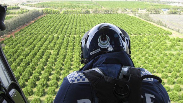 Large haul ... aerial police survey an orange orchard, one of four sites near Griffith in which marijuana crops were found hidden among the vegetation.