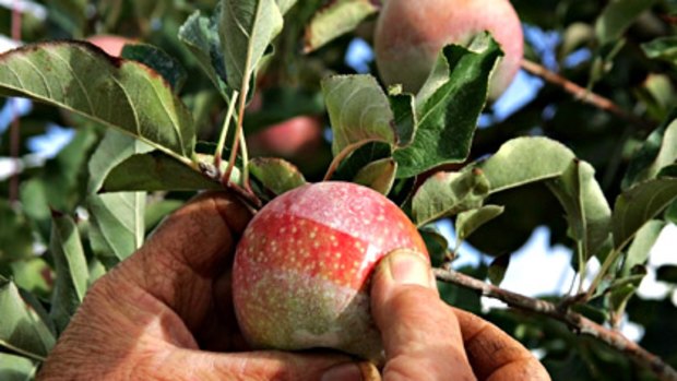 Worm in the apple ... experts alarmed by high levels of pesticide residue in US produce.