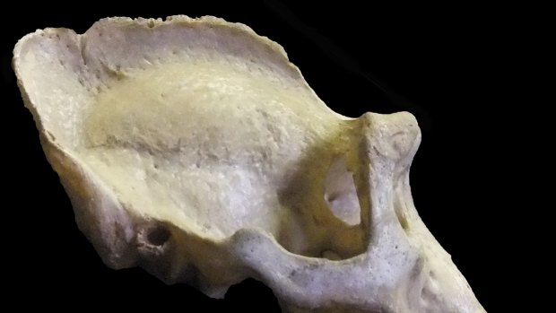 A gorilla fossil shows a strong prominent sagittal crest.