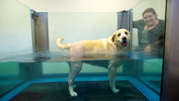 Lorelle Hunt watches her dog, Rogue, having hydrotherapy treatment after surgery.