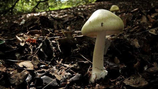 Death Cap Mushroom, growing under a Oak tree in Bass Garden, Griffith, Canberra.