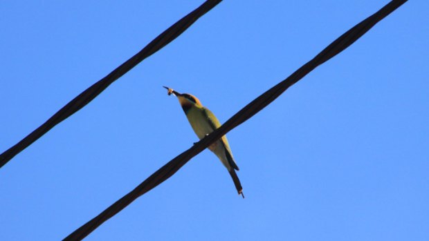 Rainbow bee-eaters are often spotted perched on telephone lines.