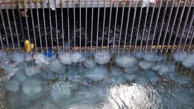Invasion ... hundreds of jellyfish block the grills at a power station in Hadera, north of Tel Aviv.