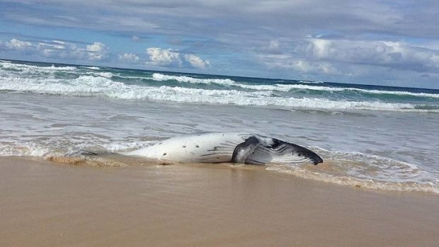 A dead humpback whale calf at Fraser Island.