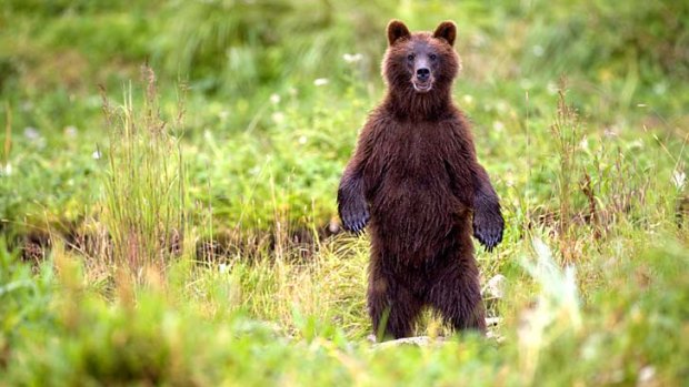 Rare treat ... a black bear in Tongass National Forest, Alaska.