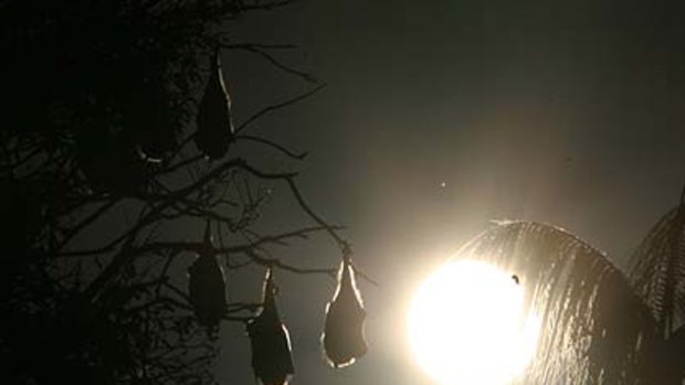 The sun is about to set on Sydney's Royal Botanic Gardens as home for a large bat colony.